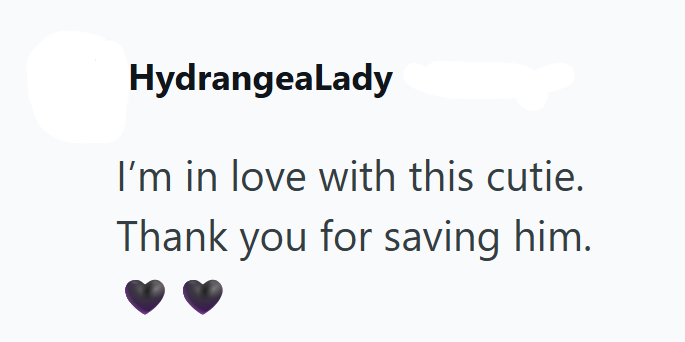 HydrangeaLady I'm in love with this cutie. Thank you for saving him.