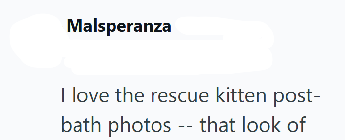 Malsperanza I love the rescue kitten post- bath photos -- that look of