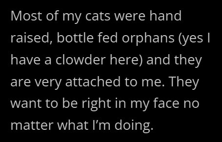Most of my cats were hand raised, bottle fed orphans (yes I have a clowder here) and they are very attached to me. They want to be right in my face no matter what I'm doing.
