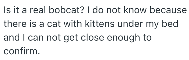 Is it a real bobcat? I do not know because there is a cat with kittens under my bed and I can not get close enough to confirm.