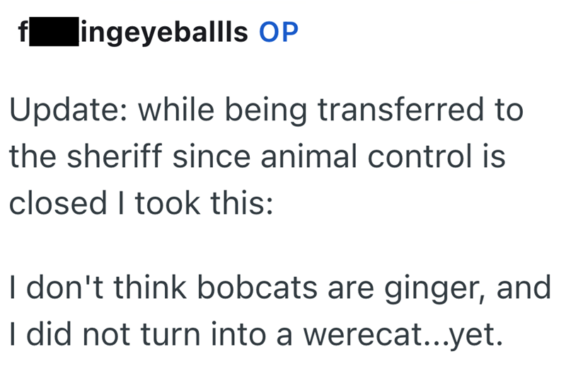 ingeyeballls OP Update: while being transferred to the sheriff since animal control is closed I took this: I don't think bobcats are ginger, and I did not turn into a werecat...yet.