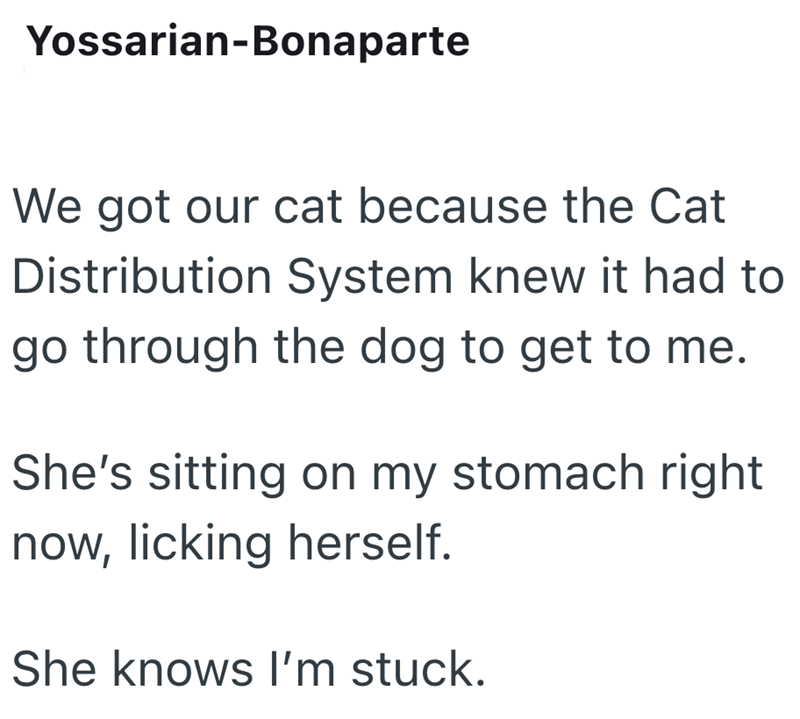 Yossarian-Bonaparte We got our cat because the Cat Distribution System knew it had to go through the dog to get to me. She's sitting on my stomach right now, licking herself. She knows I'm stuck.