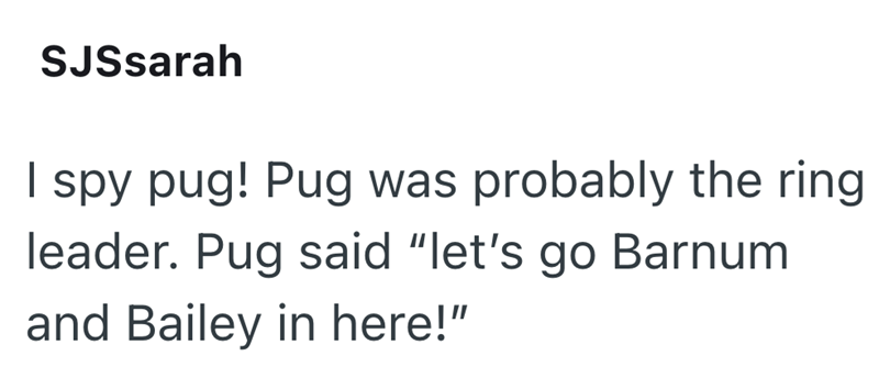 SJSsarah I spy pug! Pug was probably the ring leader. Pug said "let's go Barnum and Bailey in here!"