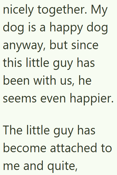 nicely together. My dog is a happy dog anyway, but since this little guy has been with us, he seems even happier. The little guy has become attached to me and quite,