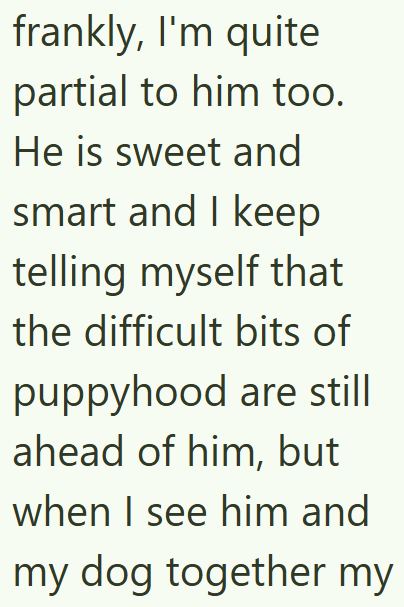 frankly, I'm quite partial to him too. He is sweet and smart and I keep telling myself that the difficult bits of puppyhood are still ahead of him, but when I see him and my dog together my