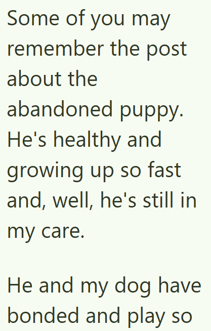 Some of you may remember the post about the abandoned puppy. He's healthy and growing up so fast and, well, he's still in my care. He and my dog have bonded and play so