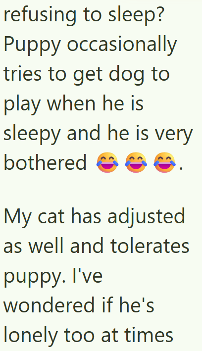 refusing to sleep? Puppy occasionally tries to get dog to play when he is sleepy and he is very bothered My cat has adjusted as well and tolerates puppy. I've wondered if he's lonely too at times