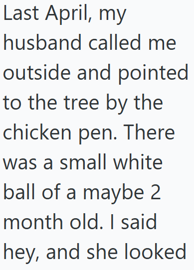 Last April, my husband called me outside and pointed to the tree by the chicken pen. There was a small white ball of a maybe 2 month old. I said hey, and she looked