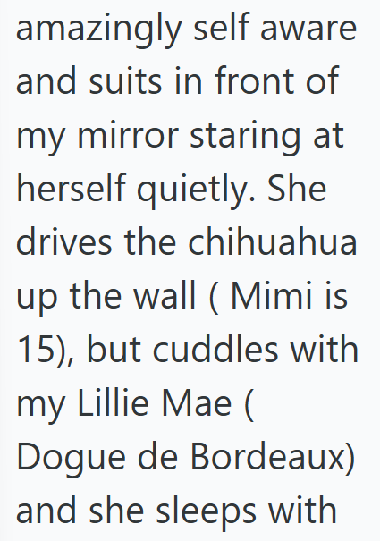 amazingly self aware and suits in front of my mirror staring at herself quietly. She drives the chihuahua up the wall (Mimi is 15), but cuddles with my Lillie Mae ( Dogue de Bordeaux) and she sleeps with