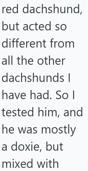 red dachshund, but acted so different from all the other dachshunds I have had. So I tested him, and he was mostly a doxie, but mixed with