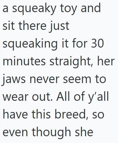 a squeaky toy and sit there just squeaking it for 30 minutes straight, her jaws never seem to wear out. All of y'all have this breed, so even though she