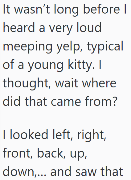 It wasn't long before I heard a very loud meeping yelp, typical of a young kitty. I thought, wait where did that came from? I looked left, right, front, back, up, down,... and saw that