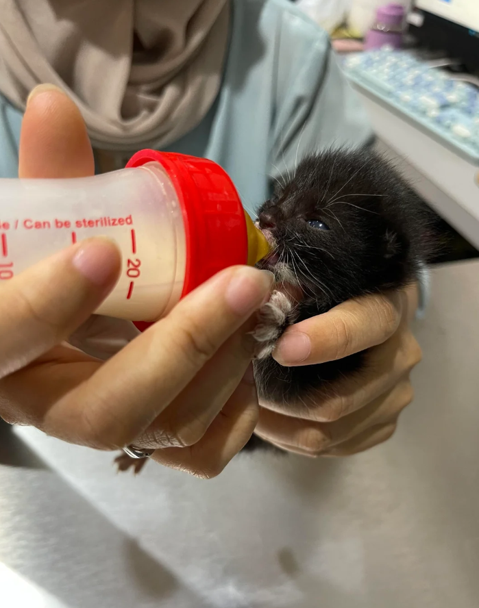 e / Can be sterilized 10 -20-