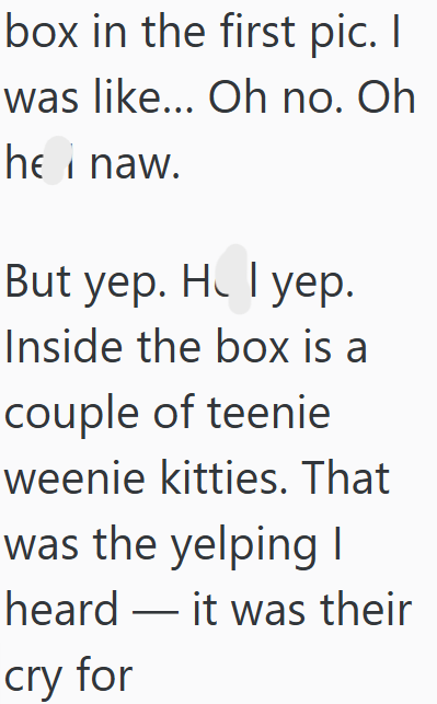 box in the first pic. I was like... Oh no. Oh he i naw. But yep. HI yep. Inside the box is a couple of teenie weenie kitties. That was the yelping I heard it was their cry for