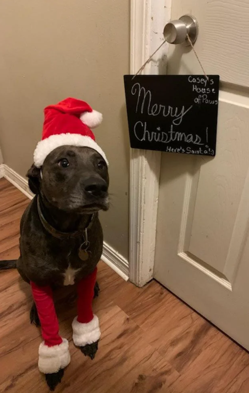 Casey's House of Paus Merry Christmas! Here's Santa!