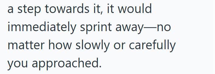 a step towards it, it would immediately sprint away-no matter how slowly or carefully you approached.