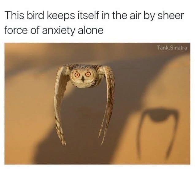 This bird keeps itself in the air by sheer force of anxiety alone Tank.Sinatra