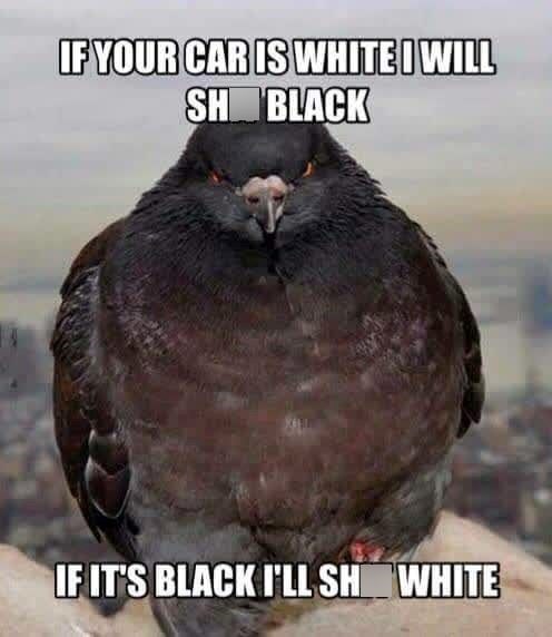IF YOUR CAR IS WHITE I WILL SH BLACK IF IT'S BLACK I'LL SH WHITE