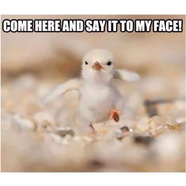 COME HERE AND SAY IT TO MY FACE!
