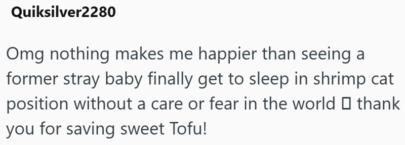 Quiksilver2280 Omg nothing makes me happier than seeing a former stray baby finally get to sleep in shrimp cat position without a care or fear in the world ☐ thank you for saving sweet Tofu!