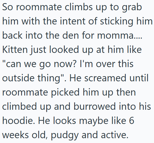 So roommate climbs up to grab him with the intent of sticking him back into the den for momma.... Kitten just looked up at him like "can we go now? I'm over this outside thing". He screamed until roommate picked him up then climbed up and burrowed into his hoodie. He looks maybe like 6 weeks old, pudgy and active.