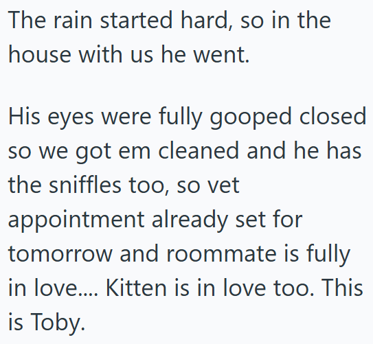 The rain started hard, so in the house with us he went. His eyes were fully gooped closed so we got em cleaned and he has the sniffles too, so vet appointment already set for tomorrow and roommate is fully in love.... Kitten is in love too. This is Toby.