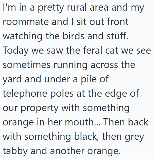 I'm in a pretty rural area and my roommate and I sit out front watching the birds and stuff. Today we saw the feral cat we see sometimes running across the yard and under a pile of telephone poles at the edge of our property with something orange in her mouth... Then back with something black, then grey tabby and another orange.