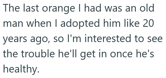 The last orange I had was an old man when I adopted him like 20 years ago, so I'm interested to see the trouble he'll get in once he's healthy.