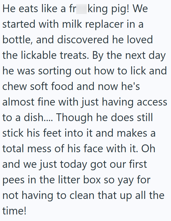 He eats like a fr king pig! We started with milk replacer in a bottle, and discovered he loved the lickable treats. By the next day he was sorting out how to lick and chew soft food and now he's almost fine with just having access to a dish.... Though he does still stick his feet into it and makes a total mess of his face with it. Oh and we just today got our first pees in the litter box so yay for not having to clean that up all the time!
