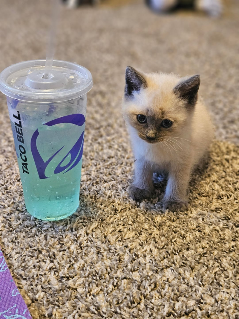 TACO BELL.