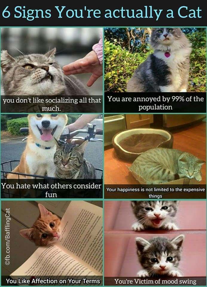 6 Signs You're actually a Cat you don't like socializing all that You are annoyed by 99% of the much. population You hate what others consider fun Your happiness is not limited to the expensive things Ofb.com/BafflingCat www You Like Affection on Your Terms You're Victim of mood swing