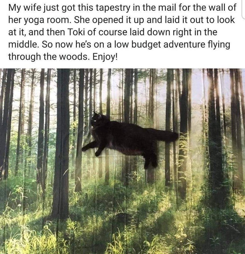 My wife just got this tapestry in the mail for the wall of her yoga room. She opened it up and laid it out to look at it, and then Toki of course laid down right in the middle. So now he's on a low budget adventure flying through the woods. Enjoy!
