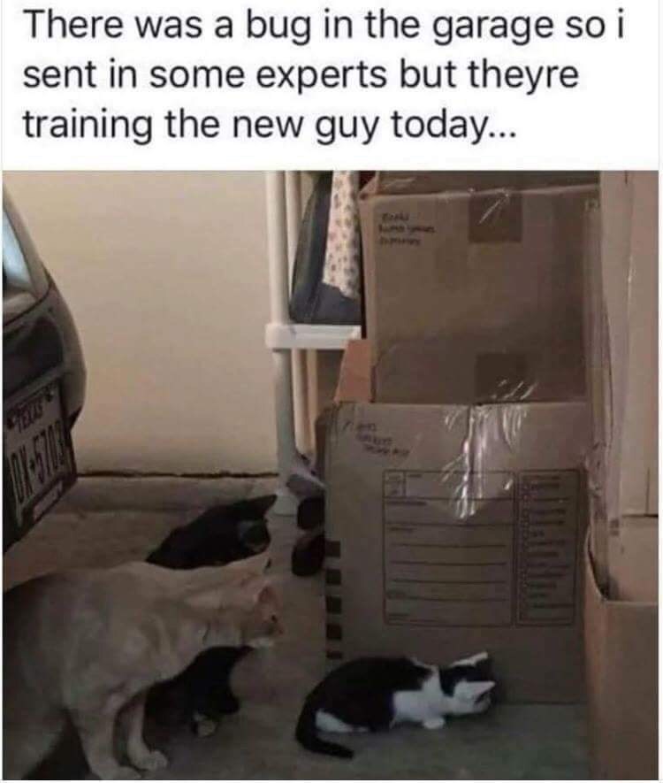 There was a bug in the garage so i sent in some experts but theyre training the new guy today...