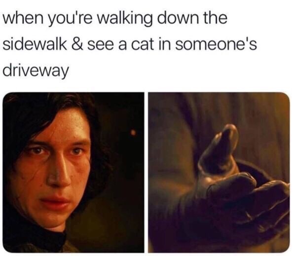 when you're walking down the sidewalk & see a cat in someone's driveway