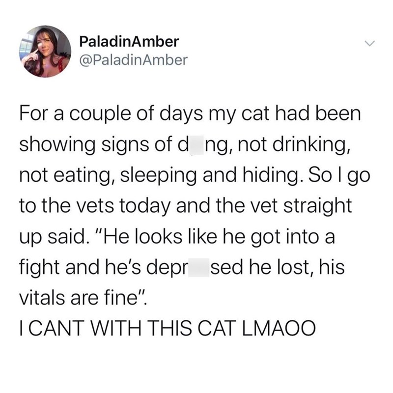PaladinAmber @PaladinAmber For a couple of days my cat had been showing signs of dong, not drinking, not eating, sleeping and hiding. So I go to the vets today and the vet straight up said. "He looks like he got into a fight and he's depr sed he lost, his vitals are fine". I CANT WITH THIS CAT LMAOO