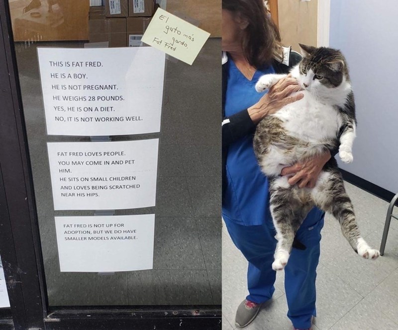 THIS IS FAT FRED. HE IS A BOY. HE IS NOT PREGNANT. HE WEIGHS 28 POUNDS. YES, HE IS ON A DIET. NO, IT IS NOT WORKING WELL. E gato más gordo, Fat Fred FAT FRED LOVES PEOPLE. YOU MAY COME IN AND PET HIM. HE SITS ON SMALL CHILDREN AND LOVES BEING SCRATCHED NEAR HIS HIPS. FAT FRED IS NOT UP FOR ADOPTION, BUT WE DO HAVE SMALLER MODELS AVAILABLE. VISTAMALE