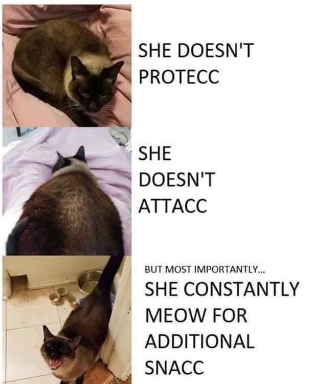 SHE DOESN'T PROTECC SHE DOESN'T ATTACC BUT MOST IMPORTANTLY... SHE CONSTANTLY MEOW FOR ADDITIONAL SNACC
