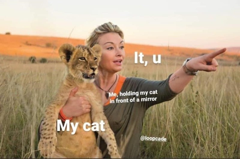 It, u My cat Me, holding my cat in front of a mirror @loopcade