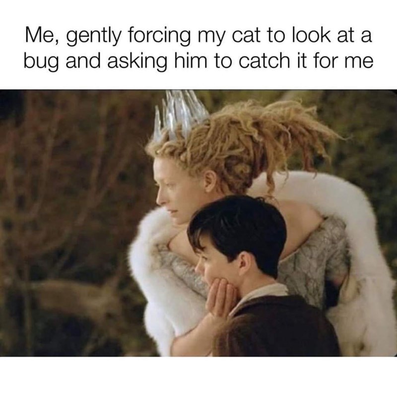 Me, gently forcing my cat to look at a bug and asking him to catch it for me.