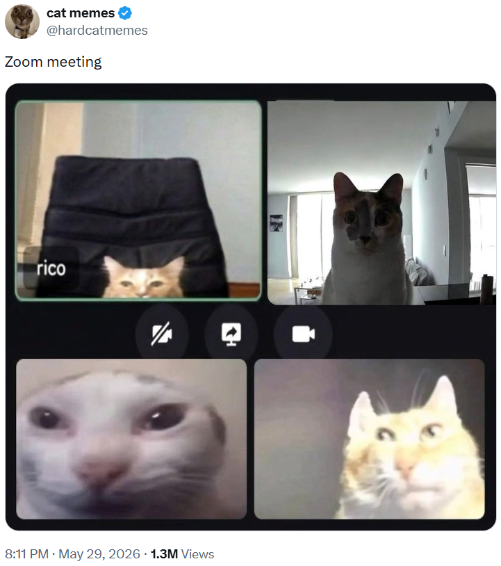 cat memes @hardcatmemes Zoom meeting rico . 8:11 PM ⚫ May 29, 2026 1.3M Views