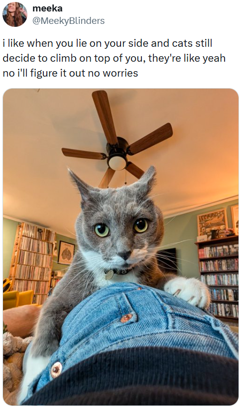 meeka @MeekyBlinders i like when you lie on your side and cats still decide to climb on top of you, they're like yeah no i'll figure it out no worries