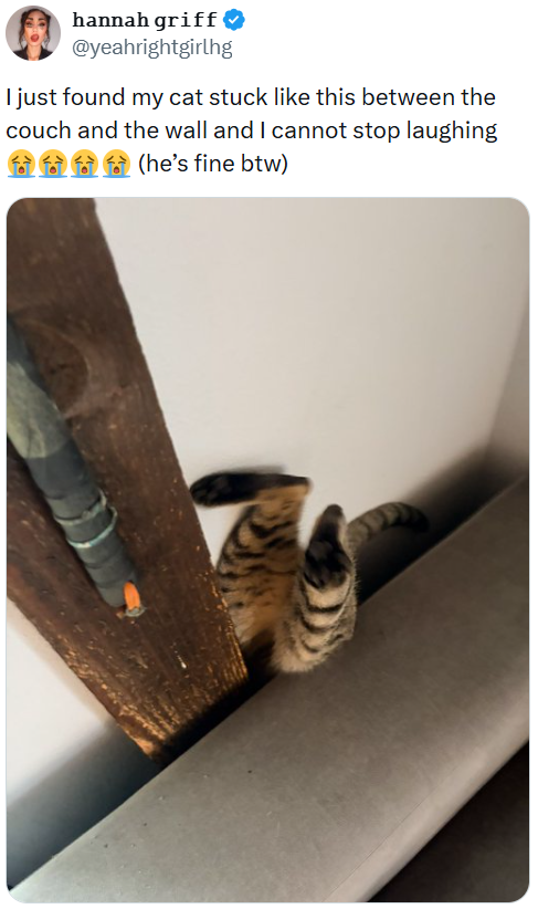 hannah griff ❤ @yeahrightgirlhg I just found my cat stuck like this between the couch and the wall and I cannot stop laughing bbb (he's fine btw)