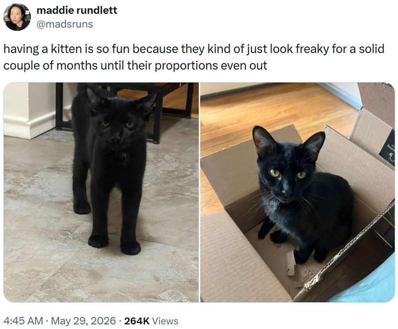 maddie rundlett @madsruns having a kitten is so fun because they kind of just look freaky for a solid couple of months until their proportions even out 4:45 AM · May 29, 2026 264K Views fujus