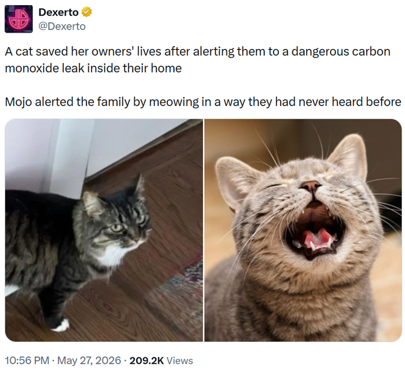 Dexerto @Dexerto A cat saved her owners' lives after alerting them to a dangerous carbon monoxide leak inside their home Mojo alerted the family by meowing in a way they had never heard before 10:56 PM ⚫ May 27, 2026 209.2K Views