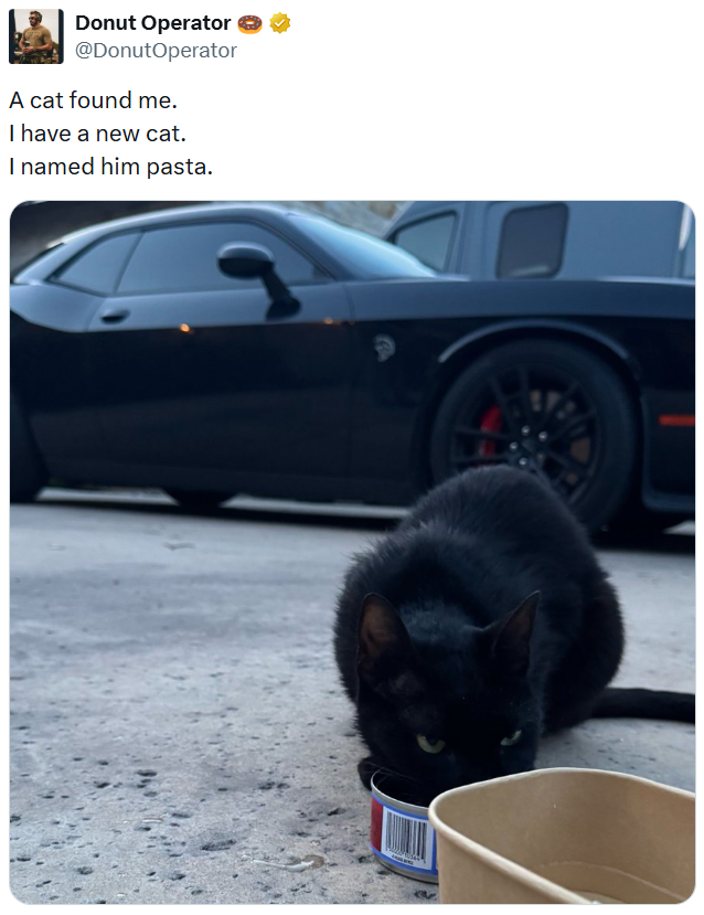 Donut Operator @DonutOperator A cat found me. I have a new cat. I named him pasta.
