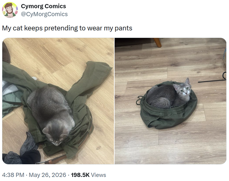 Cymorg Comics @CyMorgComics My cat keeps pretending to wear my pants . 4:38 PM - May 26, 2026 198.5K Views ส