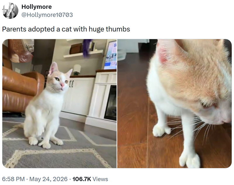 Hollymore @Hollymore10703 Parents adopted a cat with huge thumbs "[[ 6:58 PM May 24, 2026 106.7K Views