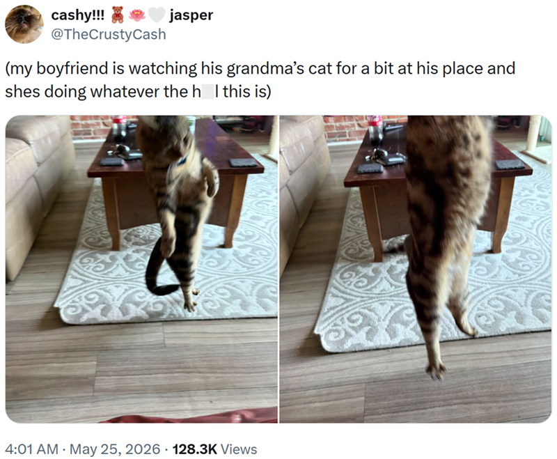 cashy!!! jasper @TheCrustyCash (my boyfriend is watching his grandma's cat for a bit at his place and shes doing whatever the h I this is) 4:01 AM. May 25, 2026 128.3K Views