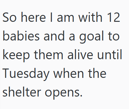 So here I am with 12 babies and a goal to keep them alive until Tuesday when the shelter opens.