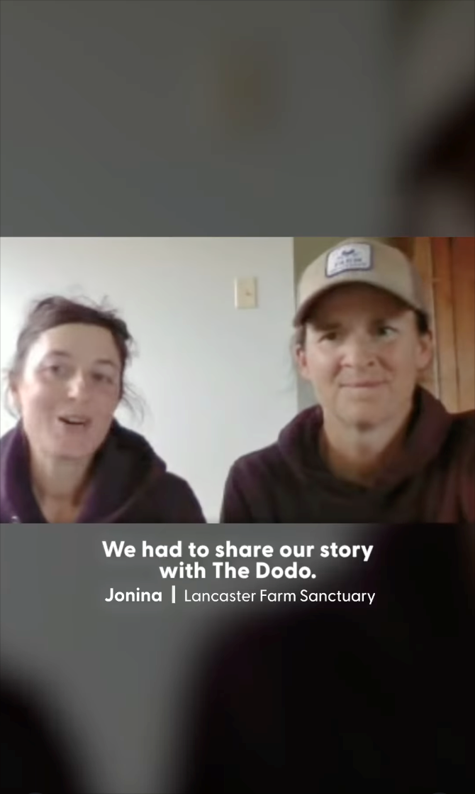 We had to share our story with The Dodo. Jonina | Lancaster Farm Sanctuary